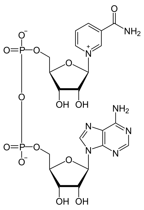 VITA LONGA NAD+, 60 kapsler, 500 mg. 98% renhed
